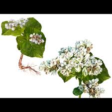 Attēlu rezultāti vaicājumam “Fagopyrum esculentum fruit”