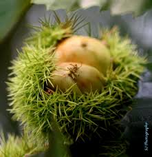 Attēlu rezultāti vaicājumam “Castanea sativa  fruit”