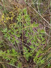 Attēlu rezultāti vaicājumam “Selinum carvifolia”