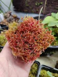 Attēlu rezultāti vaicājumam “Sphagnum rubellum”