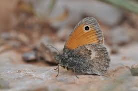 Attēlu rezultāti vaicājumam “Coenonympha glycerion underside”