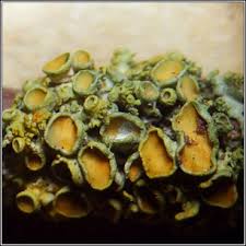 Attēlu rezultāti vaicājumam “Xanthoria polycarpa”