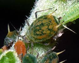 Attēlu rezultāti vaicājumam “Aphis farinosa”