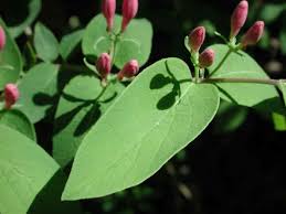 Attēlu rezultāti vaicājumam “Lonicera tatarica bud”