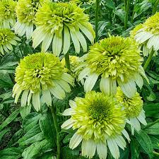 Attēlu rezultāti vaicājumam “Echinacea purpurea leaf”
