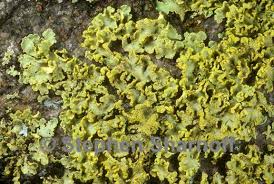 Attēlu rezultāti vaicājumam “Vulpicida pinastri”