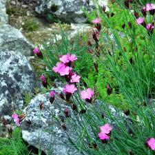 Image result for Dianthus carthusianorum