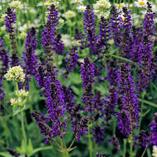 Image result for Salbei