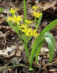 Attēlu rezultāti vaicājumam “Gagea lutea”