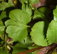 Attēlu rezultāti vaicājumam “Ranunculus elatior leaf”