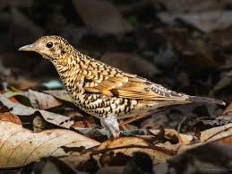 Image result for Zoothera dauma