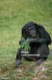 Attēlu rezultāti vaicājumam “Troglodytes troglodytes adult”