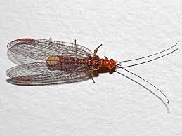 Attēlu rezultāti vaicājumam “Lophozia capitata”