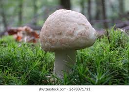 Attēlu rezultāti vaicājumam “Amanita citrina”