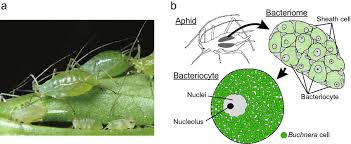 Attēlu rezultāti vaicājumam “Acyrthosiphon”