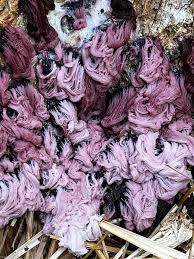 Attēlu rezultāti vaicājumam “Stemonaria irregularis”