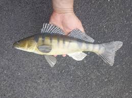 Image result for Sander lucioperca