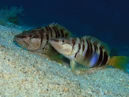 Image result for Serranus scriba