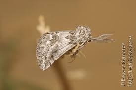 Attēlu rezultāti vaicājumam “Epirranthis diversata upperside”