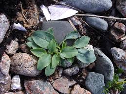 Attēlu rezultāti vaicājumam “Anthyllis maritima leaf”