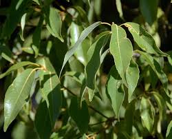 Attēlu rezultāti vaicājumam “Salix myrsinifolia leaf”