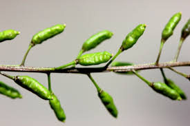 Attēlu rezultāti vaicājumam “Rorippa palustris fruit”