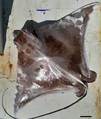 Image result for Aetomylaeus bovinus