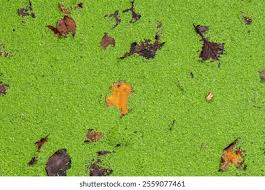 Attēlu rezultāti vaicājumam “Lemna gibba”