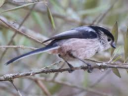Attēlu rezultāti vaicājumam “Aegithalos caudatus adult”