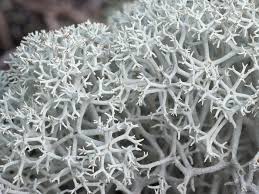 Attēlu rezultāti vaicājumam “Cladonia stellaris”