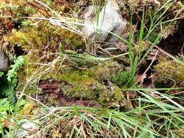 Attēlu rezultāti vaicājumam “Tritomaria exsectiformis”