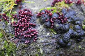 Attēlu rezultāti vaicājumam “Hypoxylon multiforme”