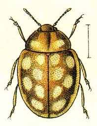 Attēlu rezultāti vaicājumam “Halyzia sedecimguttata”