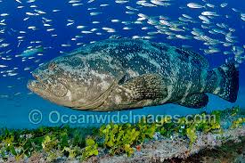 Image result for Epinephelus itajara
