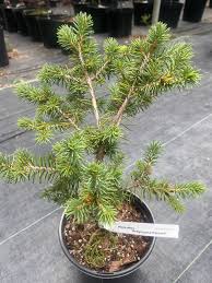 Attēlu rezultāti vaicājumam “Picea abies”