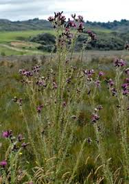 Attēlu rezultāti vaicājumam “Cirsium palustre flower”