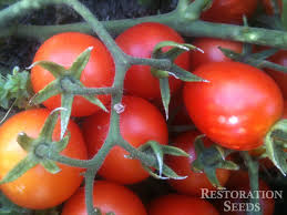 Afbeeldingsresultaat voor principe borghese tomato