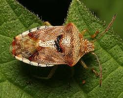 Attēlu rezultāti vaicājumam “Elasmucha grisea imago”