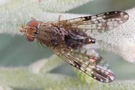 Attēlu rezultāti vaicājumam “Tephritidae”