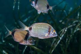 Image result for Diplodus vulgaris