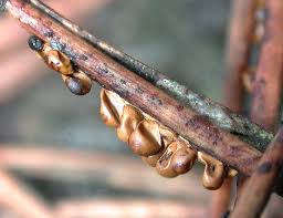 Attēlu rezultāti vaicājumam “Leocarpus fragilis”