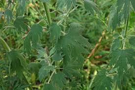 Attēlu rezultāti vaicājumam “Leonurus quinquelobatus flower”