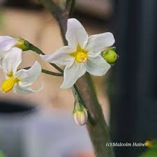 Attēlu rezultāti vaicājumam “Solanum nigrum flower”