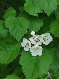 Attēlu rezultāti vaicājumam “Crataegus submollis”