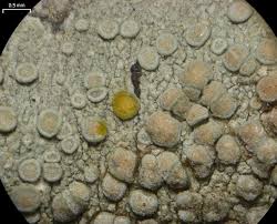 Attēlu rezultāti vaicājumam “Lecanora carpinea”