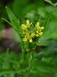 Attēlu rezultāti vaicājumam “Sisymbrium volgense flower”