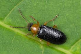 Attēlu rezultāti vaicājumam “Orsodacne cerasi”