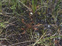 Attēlu rezultāti vaicājumam “Drosera anglica leaf”