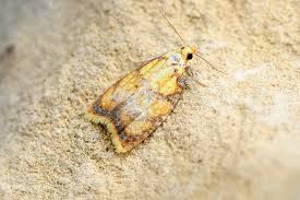 Attēlu rezultāti vaicājumam “Acleris bergmanniana”