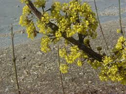 Attēlu rezultāti vaicājumam “Cornus mas flower”